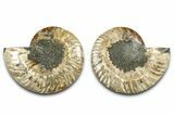 Cut & Polished Ammonite Fossil - Madagascar #377531-1
